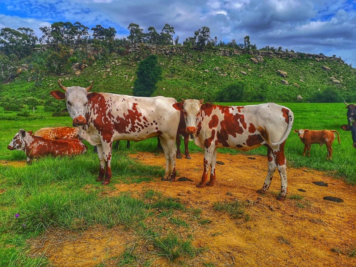 Oban Historical Guest Farm Villa Van Reenen Dış mekan fotoğraf